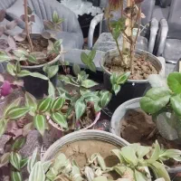 گل گیاه آپارتمانی