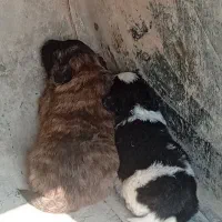 سگ سه تولی سگ پاکوتاه