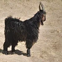 بزغاله  دوبری  نژاد شیرازی عشقی  فراهان ماستر