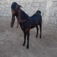 تک شاد مری اصل|حیوانات مزرعه|زهک, |دیوار