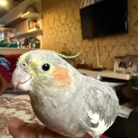 عروس هلندی گمشده