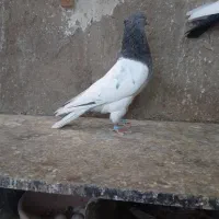 کبوتر کله سبز|پرنده|قیروکارزین, |دیوار