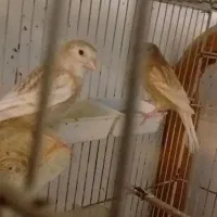فروش یک جفت قناری فائو رنگ روشن با یک جوجه