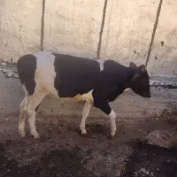 گاو نر محلی