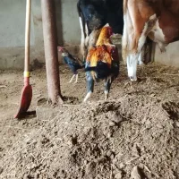 یه خروس لاری