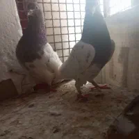 کبوتر|پرنده|بم, |دیوار