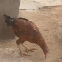 مرغ واروک|حیوانات مزرعه|دهگلان, |دیوار