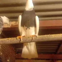 کبوتر|پرنده|اسدآباد, |دیوار