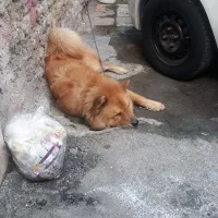 یک عدد سگ نژادداراصیل چاوچاوبه فروش میرسد