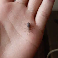 تارانتولا کرلی هیر