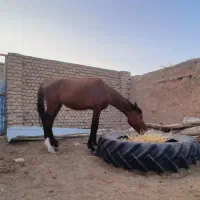 اسب|اسب و تجهیزات اسبسواری|قائن, |دیوار