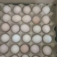 تخم مرغ محلی وارگانیک