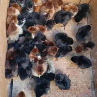 جوجه 5روزه درجه یک ومحلی