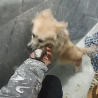 واگذارسگ ماده