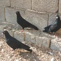 تعدادی کبوتر فروشی