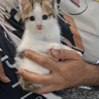 واگذاری گربه