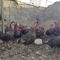 بوقلمون ماده برنز تخمگذار|حیوانات مزرعه|تهران, یافت آباد جنوبی|دیوار