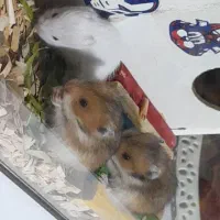 همستر|موش و خرگوش|مشهد, شهرک شهید باهنر|دیوار