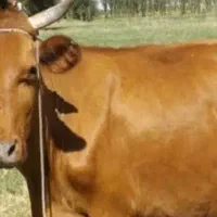 فروش گاو ورزا و لیشه