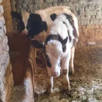 فروش ۲تا گوساله نر