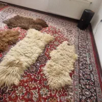 پوست گوسفند