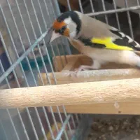 سهره گل بلند نر|پرنده|شیراز, شهرک جماران|دیوار