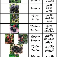 نهال بلوبری و رزبری و بلکبری و بیش از ۳۰ مدل بری|گل و گیاه طبیعی|ساری, |دیوار