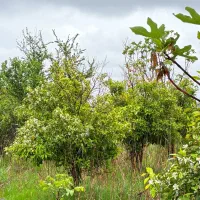 اگه خونه‌باغ میخوای بسازی این زمین مناسبه