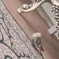 عروس هلندی گمشده