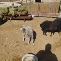 3رسبرهمادهعالیبرایپرواروداشتیدونه10ملیون|حیوانات مزرعه|جوادآباد, |دیوار