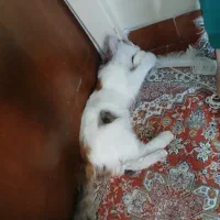 گربه واگذاری|گربه|تبریز, |دیوار