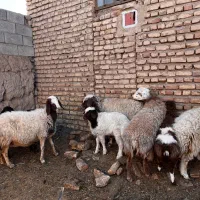 میش زایده|حیوانات مزرعه|بردسکن, |دیوار