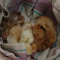 جوجه محلی یک روزه|حیوانات مزرعه|بابل, |دیوار