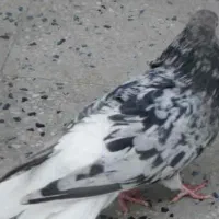 فروش هفت رنگ دم سفید نر پریده