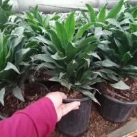 حراج گل و گیاهان باغچه ای ، بیرونی|گل و گیاه طبیعی|کلارآباد, |دیوار