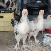 مرغ و خروس برهما لایت ومرغ سیاه دورگ ایام وتشنک ..|حیوانات مزرعه|جوادآباد, |دیوار
