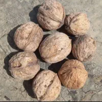 گردو کلات به صورت کلی