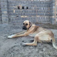 سگ گله|سگ|رضویه, |دیوار