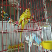 فنچ و مرغ عشق قیمت عالی|پرنده|مشهد, طلاب|دیوار