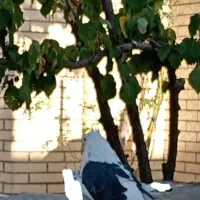 کبوتر نر پشدار|پرنده|بافت, |دیوار