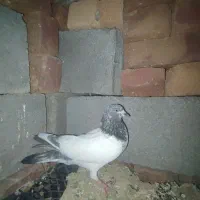 کبوتر|پرنده|قلقل رود, |دیوار