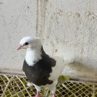 چند عدد جوجه  طوقی دون خور و سه چهار بند