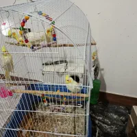 عروس هلندی|پرنده|شاهرود, |دیوار