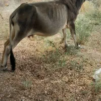گاو سرحال