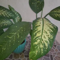 گل طبیعی زیبا|گل و گیاه طبیعی|سرپل ذهاب, |دیوار