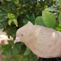 فروش دو کبوتر رنگی جوان