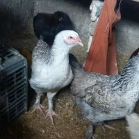 مرغ برهما|حیوانات مزرعه|نگین شهر, |دیوار