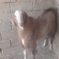 یک بز نر