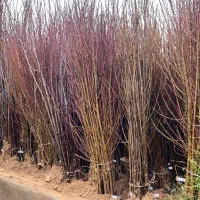 اینجا زرقونه همه چی ارزونه نهالستان زرقان