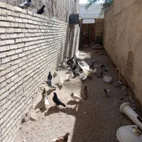 شادگان|پرنده|شادگان, |دیوار